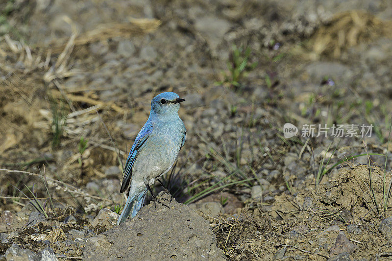 山蓝知更鸟(Sialia currucoides)是一种小型迁徙画眉，发现于北美西部山区。马勒尔国家野生动物保护区，俄勒冈州。雀形目,鸫科。男性。